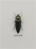 藏品(鞘翅目(四))的圖片